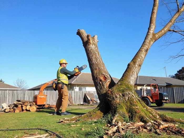 Tree Removal Services in Granton