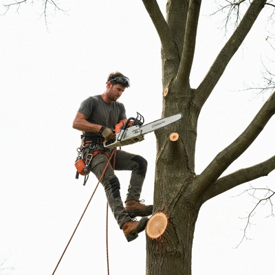 Tree removal service in action