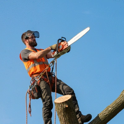 Tree removal process visual