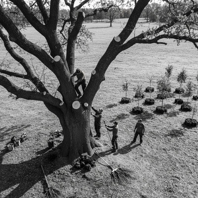 Eco-friendly tree services