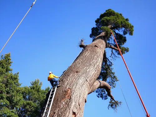 Professional Tree Removal