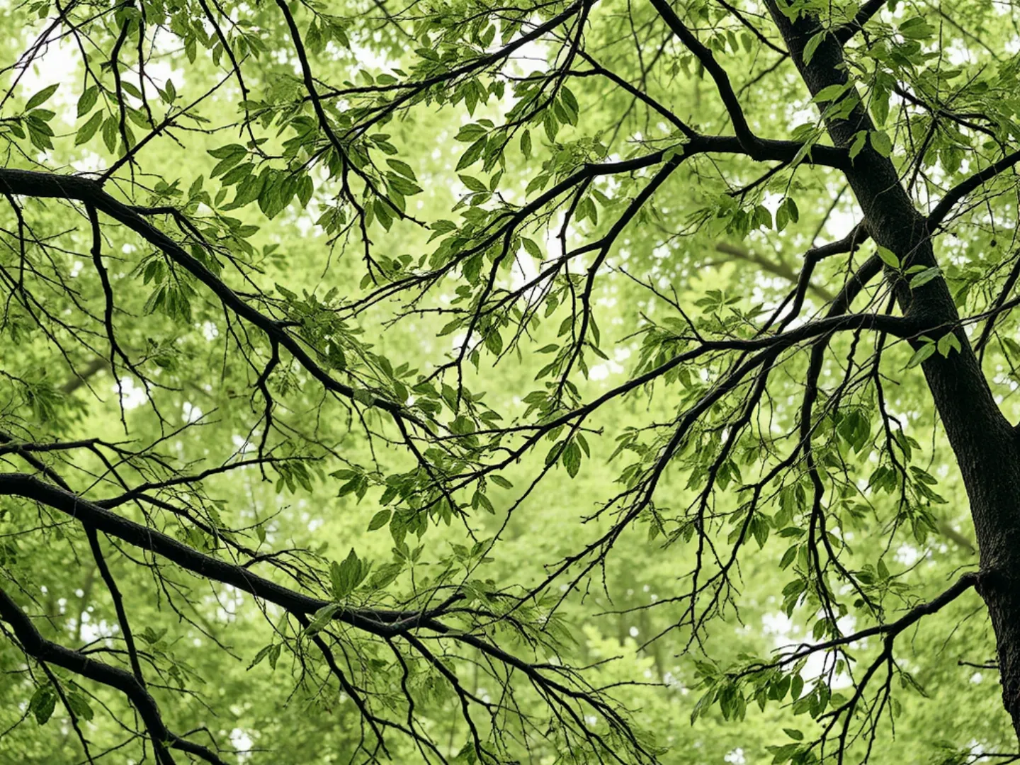 Abstract pattern of tree branches and leaves